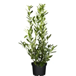 Kirschlorbeer 'Caucasica', 27 cm topfgewachsen