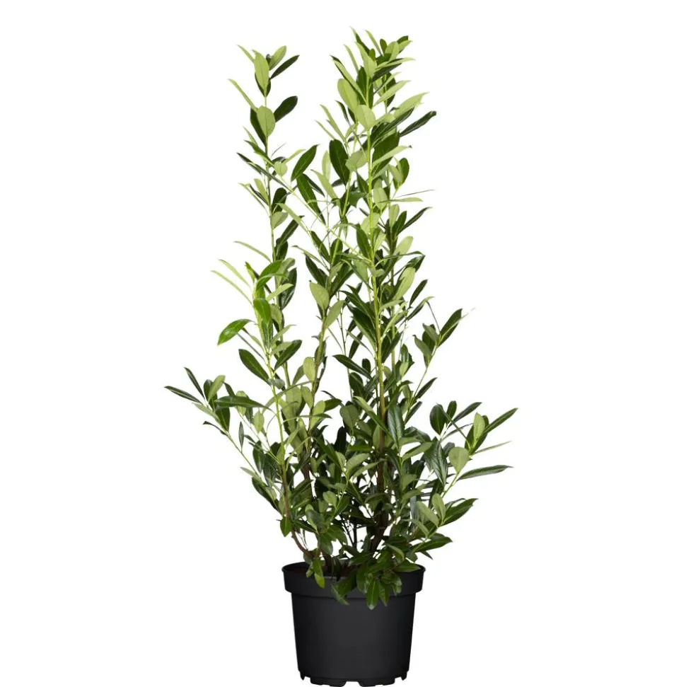 Kirschlorbeer 'Caucasica', 27 cm topfgewachsen