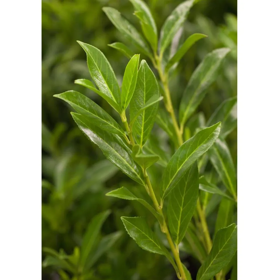 Kirschlorbeer 'Caucasica' 80-100 cm 50 Stück