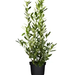 Kirschlorbeer 'Caucasica' 80-100 cm