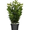 Kirschlorbeer 'Etna', 19 cm Topf