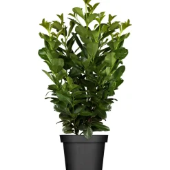 Kirschlorbeer 'Etna', 19 cm Topf