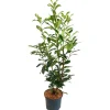 Kirschlorbeer 'Genolia® ' 80-100 cm