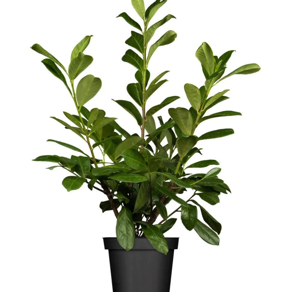 Kirschlorbeer 'Genolia ', 21 cm Topf