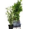 Kirschlorbeer 'Genolia®' 80-100 cm 25 Stück