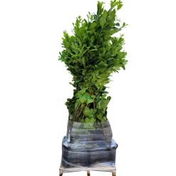 Kirschlorbeer 'Genolia' 125-150 cm 15 Stück
