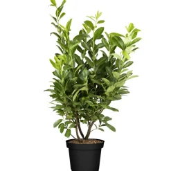 Kirschlorbeer 'Novita' 80-100 cm