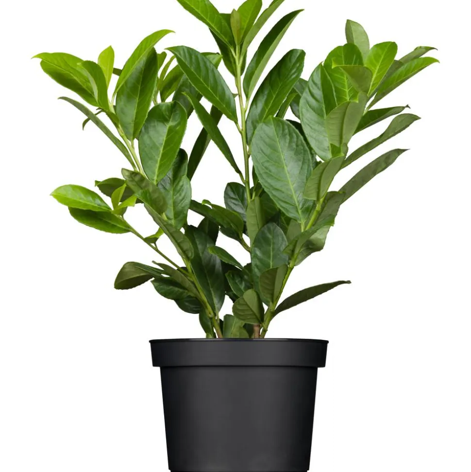 Kirschlorbeer 'Novita', 27 cm topfgewachsen