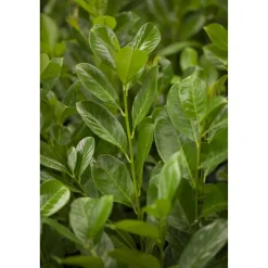 Kirschlorbeer 'Rotundifolia' 80-100 cm 25 Stück
