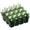 Kleinblättriges Immergrün 'Alba' weiß 9 cm Topf, 12er-Set