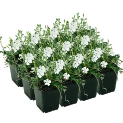Kleinblättriges Immergrün 'Alba' weiß 9 cm Topf, 12er-Set