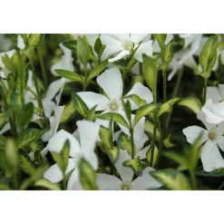 Kleinblättriges Immergrün 'Alba' weiß 9 cm Topf, 12er-Set