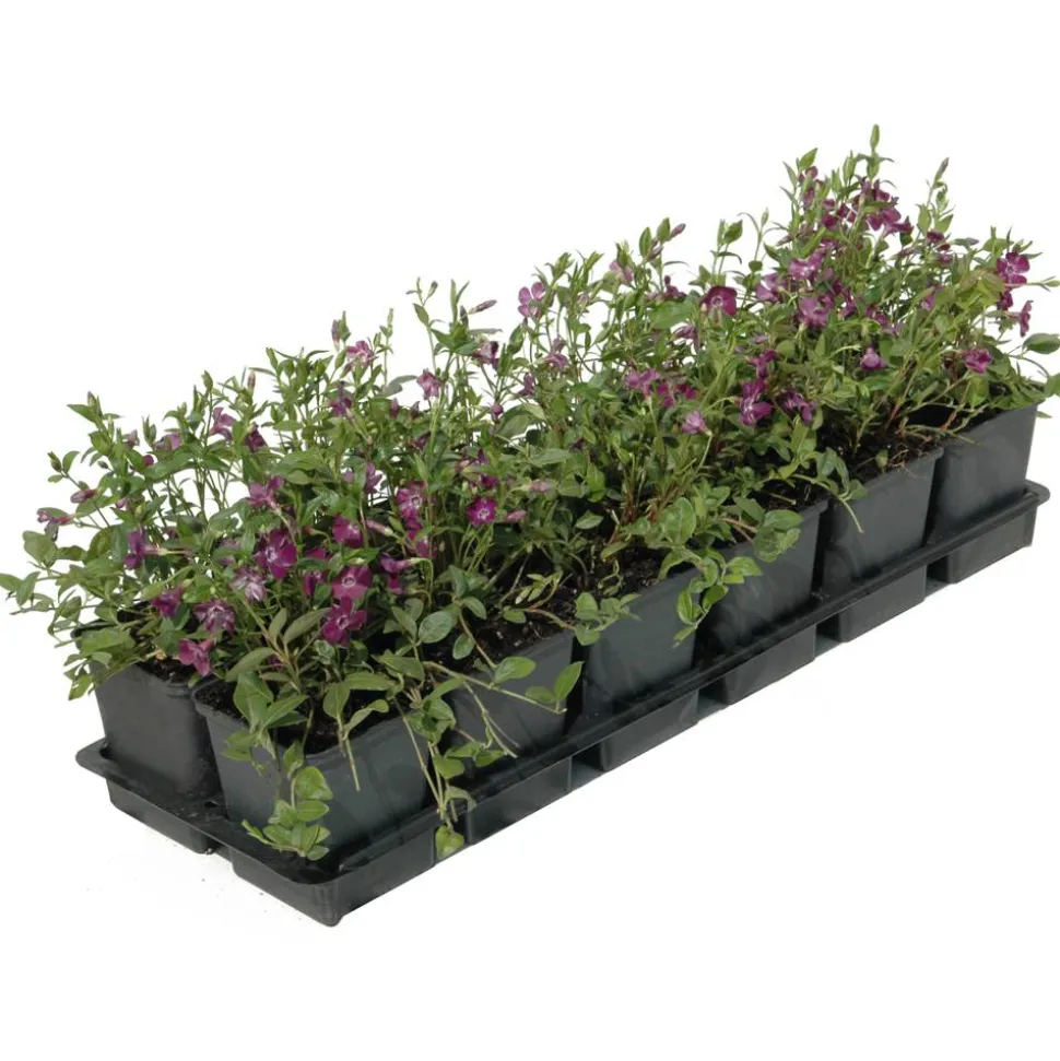 Kleinblättriges Immergrün 'Atropurpurea' violett 9 cm Topf, 12er-Set