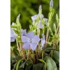 Kleinblättriges Immergrün 'Marie' violett 9 cm Topf, 12er-Set