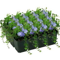 Kleinblättriges Immergrün 'Marie' violett 9 cm Topf, 12er-Set