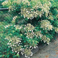 Kletterhortensie 'Petiolaris' weiß 14 cm Topf