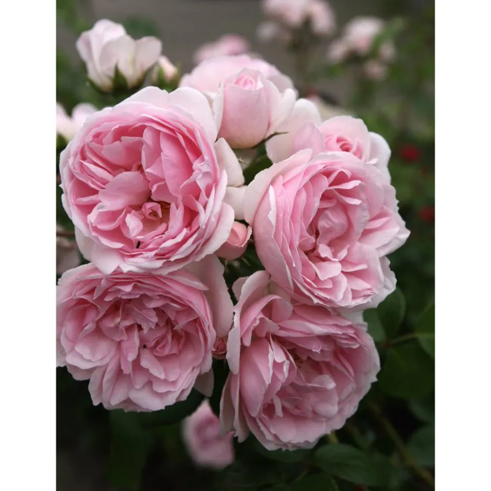Kletterrose 'Cinderella®' 21 cm Topf