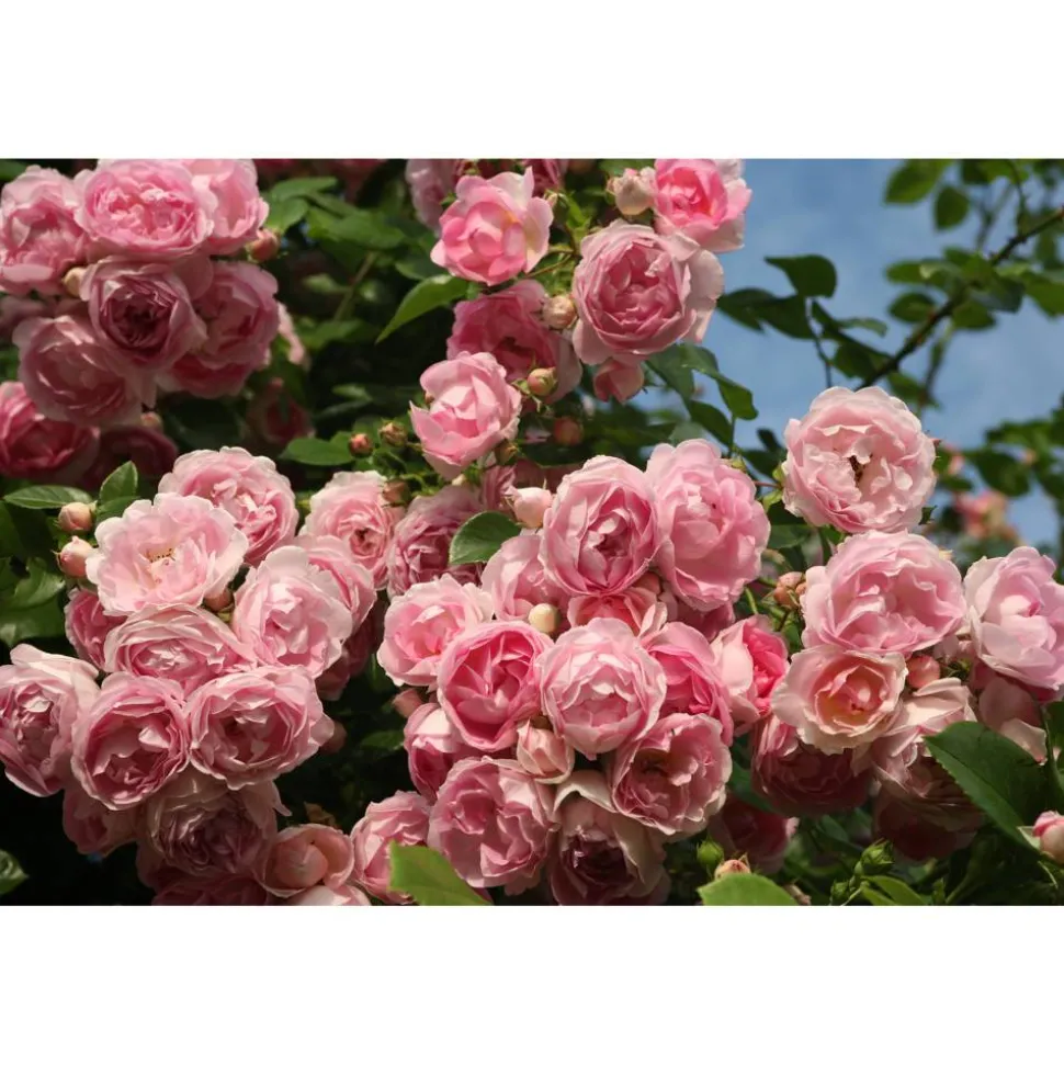 Kletterrose 'Jasmina®' 21 cm Topf