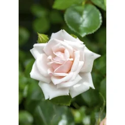 Kletterrose 'New Dawn' 21 cm Topf
