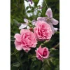 Kletterrosen 'Camelot', 21 cm Topf dreigestäbt