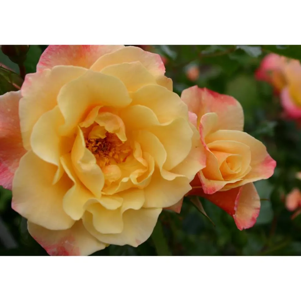 Kletterrosen 'Moonlight', 21 cm Topf dreigestäbt