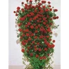 Kletterrosen 'Santana', 21 cm Topf dreigestäbt