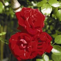 Kletterrosen 'Santana', 21 cm Topf dreigestäbt
