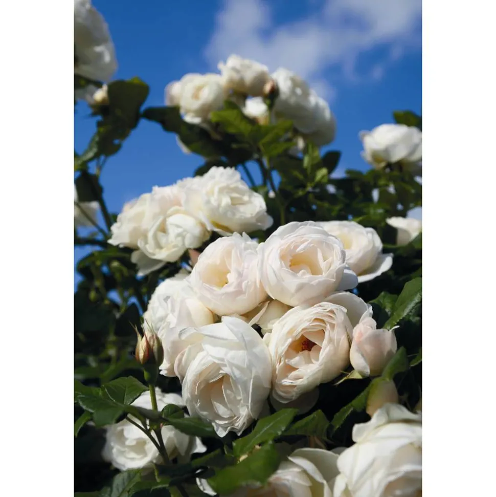 Kletterrosen 'Uetersener Klosterrose', 21 cm Topf dreigestäbt