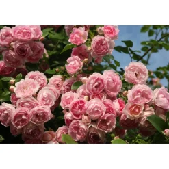 Kletterrosen-Mix, 21 cm Topf