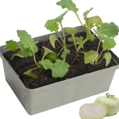 Kohlrabi weiß 6er-Schale