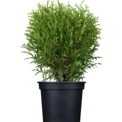 Konifere aufrecht/flach 17 cm Topf