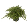 Konifere flach grün 12 cm Topf