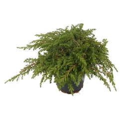 Konifere flach grün 12 cm Topf
