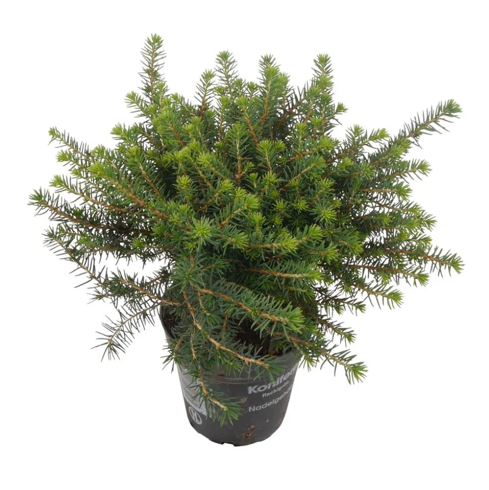 Konifere flach grün 12 cm Topf
