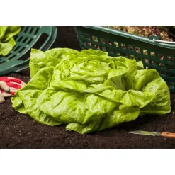 Kopfsalat grün 6er-Schale