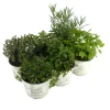 Kräuter-Mix 'Spice up your kitchen' 6er-Tray