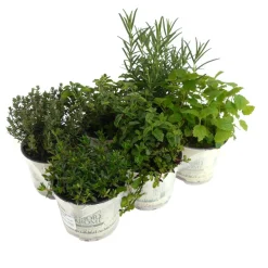 Kräuter-Mix 'Spice up your kitchen' 6er-Tray