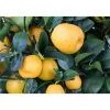 Kumquat 12 cm Topf
