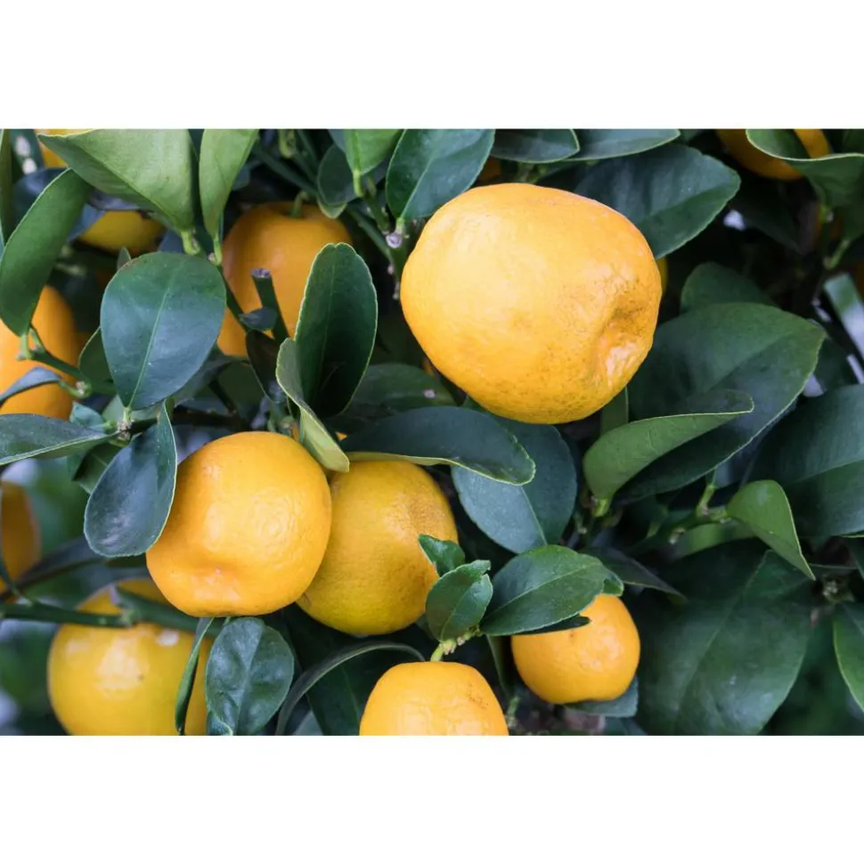 Kumquat 12 cm Topf