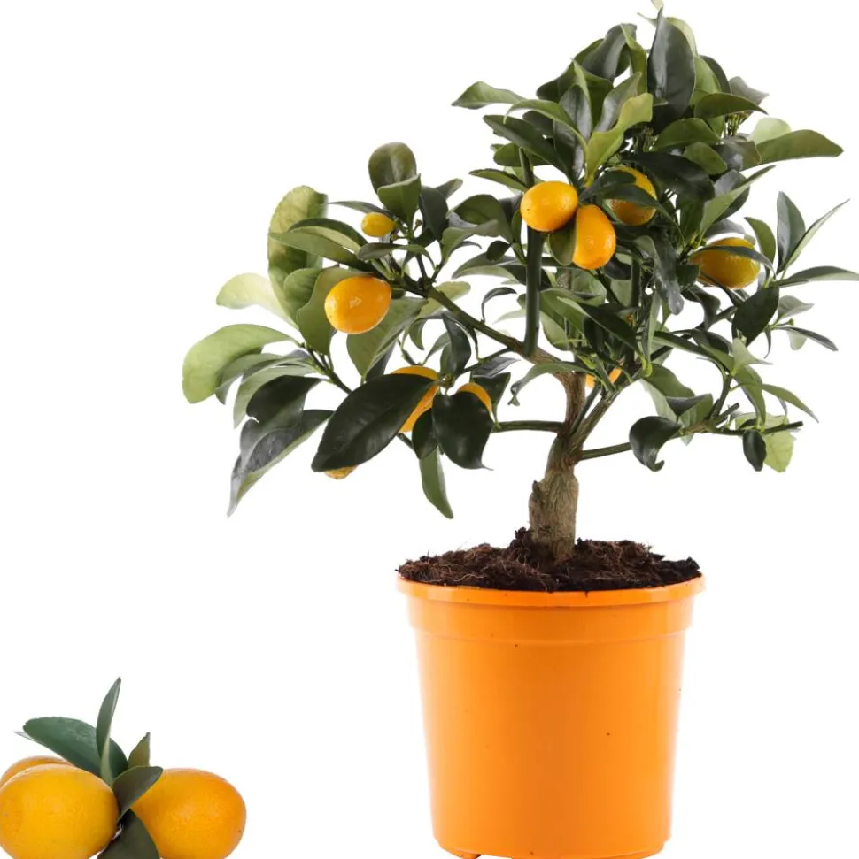 Kumquat 12 cm Topf