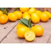Kumquat am Spalier 12 cm Topf