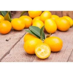 Kumquat am Spalier 12 cm Topf
