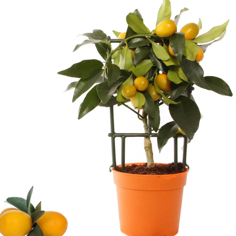 Kumquat am Spalier 12 cm Topf