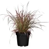 Lampenputzergras 'Fireworks®', 19 cm Topf