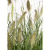 Lampenputzergras 'Hameln' 19 cm Topf