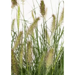 Lampenputzergras 'Hameln' 19 cm Topf