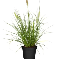 Lampenputzergras 'Hameln' 14 cm Topf
