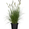 Lampenputzergras 'Hameln' 19 cm Topf