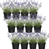 Lavandula angustifolia 12er-Set, 13 cm Topf