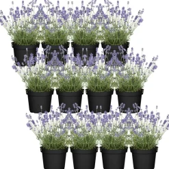 Lavandula angustifolia 12er-Set, 13 cm Topf